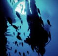 Scuba World