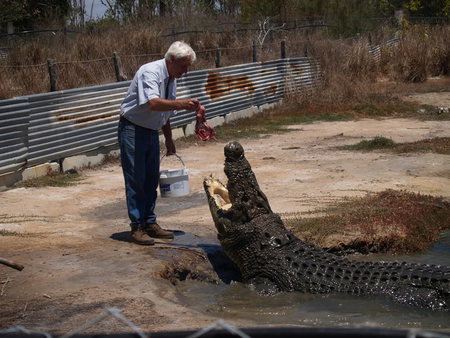 Koorana Saltwater Crocodile Farm - Sunshine Coast Tourism 1