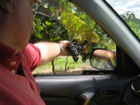 Mount Tamborine Winery & Homestead - Sunshine Coast Tourism 1