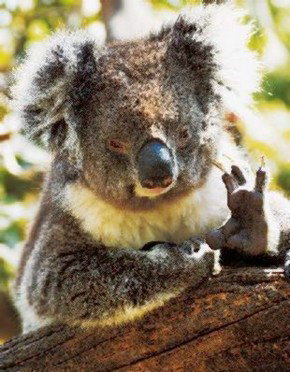 Gorge Wildlife Park - Sunshine Coast Tourism 0