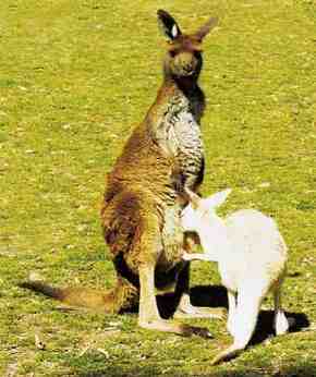 Gorge Wildlife Park - Sunshine Coast Tourism 1