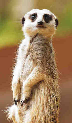 Gorge Wildlife Park - Sunshine Coast Tourism 2