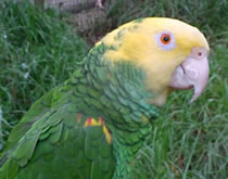 Gorge Wildlife Park - Sunshine Coast Tourism 3