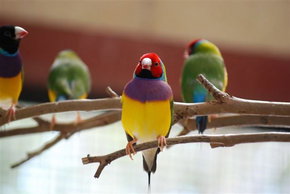 Kyabram Fauna Park - Sunshine Coast Tourism 1