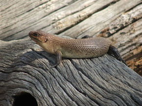 Kyabram Fauna Park - Sunshine Coast Tourism 2