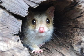 Kyabram Fauna Park - Sunshine Coast Tourism 3