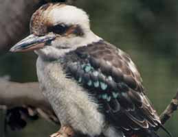 Nowra Wildlife Park - Holiday Sunshine Coast 2