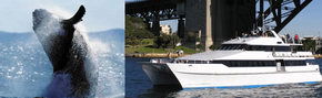 Prestige Harbour Cruises - Sunshine Coast Tourism 3