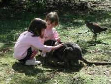 Urimbirra Wildlife Park - Holiday Sunshine Coast 1