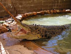 Wyndham Zoological Gardens And Crocodile Park - Sunshine Coast Tourism 0