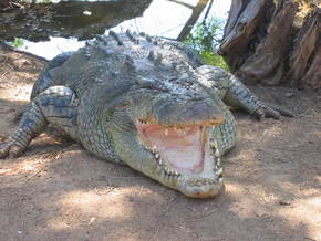 Wyndham Zoological Gardens And Crocodile Park - Sunshine Coast Tourism 2