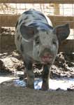 Wagga Wagga Zoo - Holiday Sunshine Coast 0
