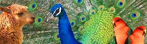Wagga Wagga Zoo - Holiday Sunshine Coast 1