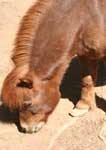 Wagga Wagga Zoo - Holiday Sunshine Coast 3