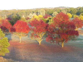 Balloon Adventures Barossa Valley - Holiday Sunshine Coast 3