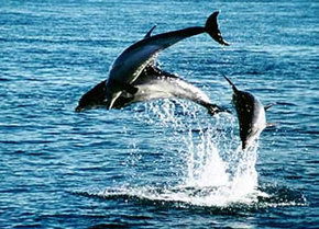 Polperro Dolphin Swims - Holiday Sunshine Coast 1