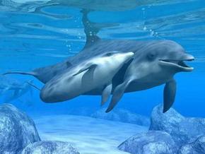 Polperro Dolphin Swims - Holiday Sunshine Coast 3