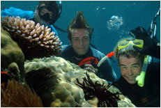 Dolphin Wild - Sunshine Coast Tourism 1