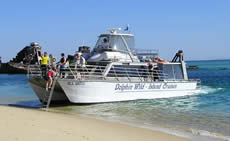 Dolphin Wild - Sunshine Coast Tourism 2