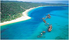 Dolphin Wild - Sunshine Coast Tourism 3