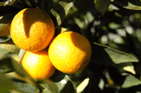 Kinloch Wines - Sunshine Coast Tourism 1