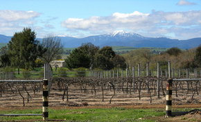Buller View Wines - Sunshine Coast Tourism 0