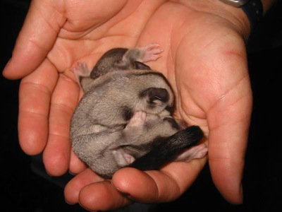 Cool Companions - Holiday Sunshine Coast 0