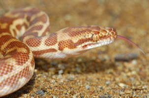 Cool Companions - Holiday Sunshine Coast 1