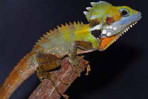 Cool Companions - Holiday Sunshine Coast 2