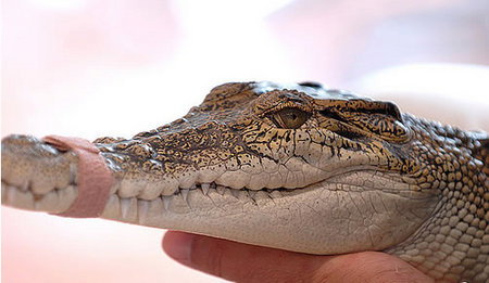 Cool Companions - Holiday Sunshine Coast 3