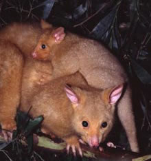 Geckoes Wildlife Presentations - Holiday Sunshine Coast 1