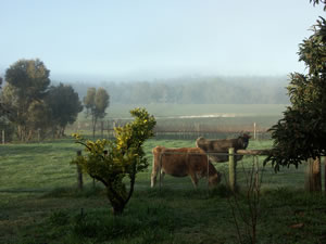 Lion Mill Vineyards - Holiday Sunshine Coast 2