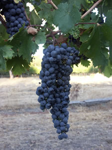 Lion Mill Vineyards - Holiday Sunshine Coast 3