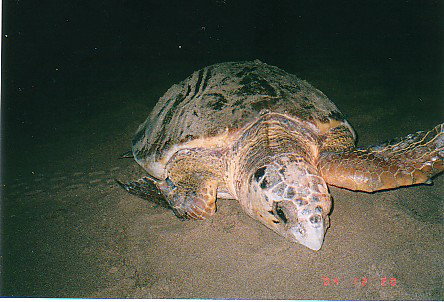 Footprints Adventures - Sunshine Coast Tourism 0