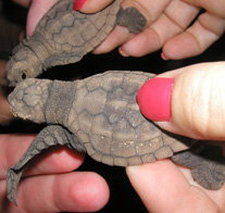 Footprints Adventures - Sunshine Coast Tourism 1