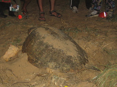 Footprints Adventures - Sunshine Coast Tourism 3