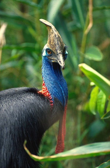 David Fleay Wildlife Park - Sunshine Coast Tourism 0