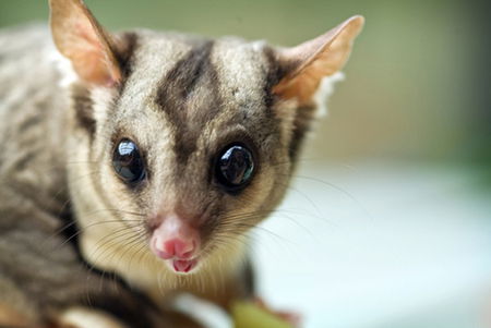 David Fleay Wildlife Park - Sunshine Coast Tourism 1