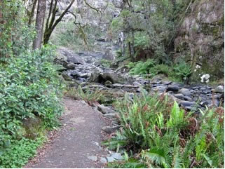 Stevensons Falls - Sunshine Coast Tourism 1