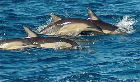 Dolphin Swim Australia - Holiday Sunshine Coast 0
