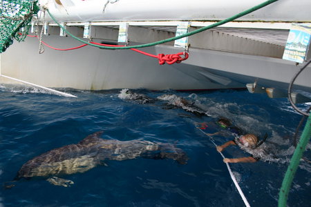 Dolphin Swim Australia - Holiday Sunshine Coast 1