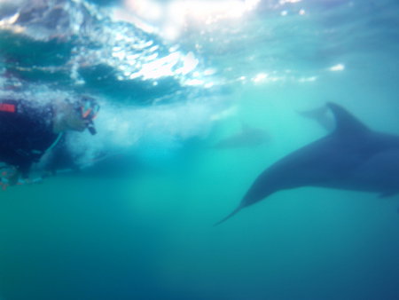 Dolphin Swim Australia - Holiday Sunshine Coast 2