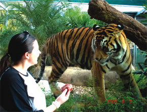 Crocodylus Park - Holiday Sunshine Coast 1