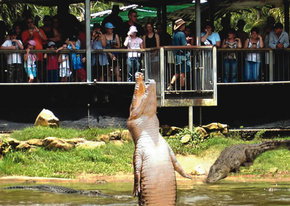 Crocodylus Park - Holiday Sunshine Coast 2