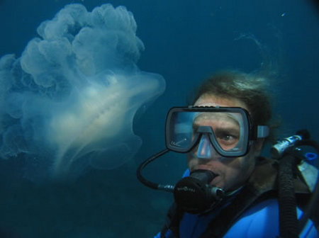 Silver Swift - Holiday Sunshine Coast 2