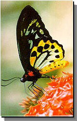 Daintree Rainforest River Trains - Sunshine Coast Tourism 2