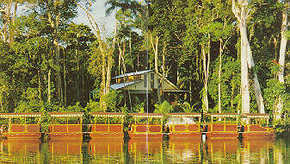 Daintree Rainforest River Trains - Sunshine Coast Tourism 3