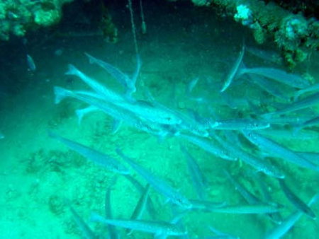 Underwater Sports Diving Centre - Sunshine Coast Tourism 1