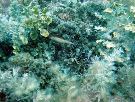 Underwater Sports Diving Centre - Sunshine Coast Tourism 3