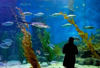 Melbourne Aquarium - Holiday Sunshine Coast 0